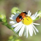  Clytra laeviuscula- Ameisen Sackkäfer 