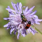 Clytra laeviuscula- Ameisen Sackkäfer und seidige Fallkäfer 