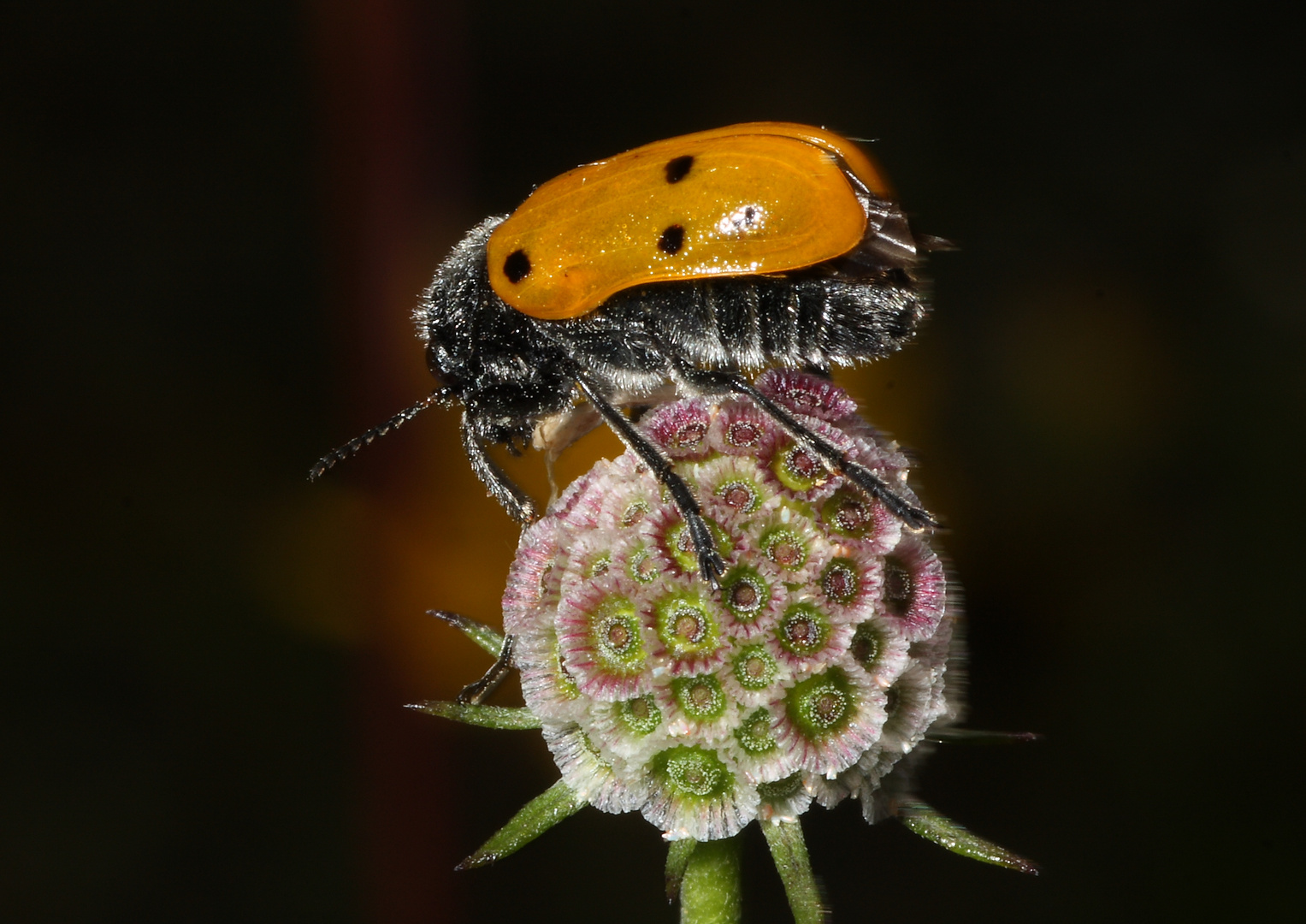 clytra quadripuctata