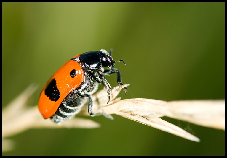 Clytra quadripunctata