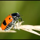 Clytra quadripunctata