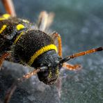 Clytus arietis