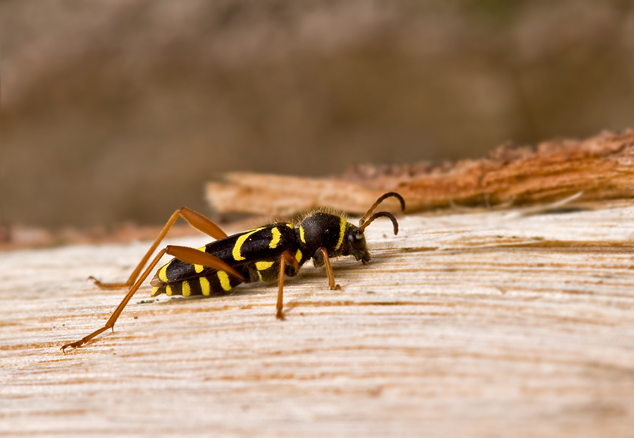 Clytus arietis