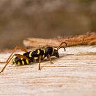 Clytus arietis