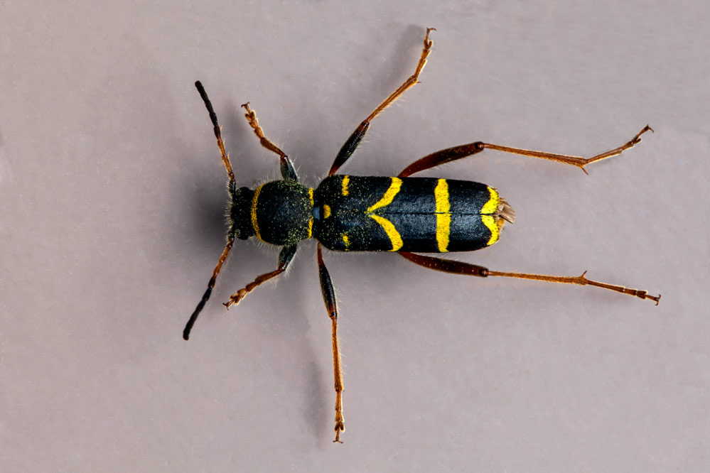 Clytus arietis