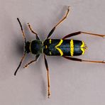 Clytus arietis