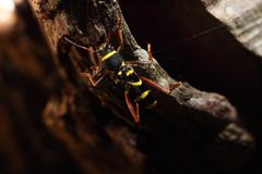 Clytus arietis