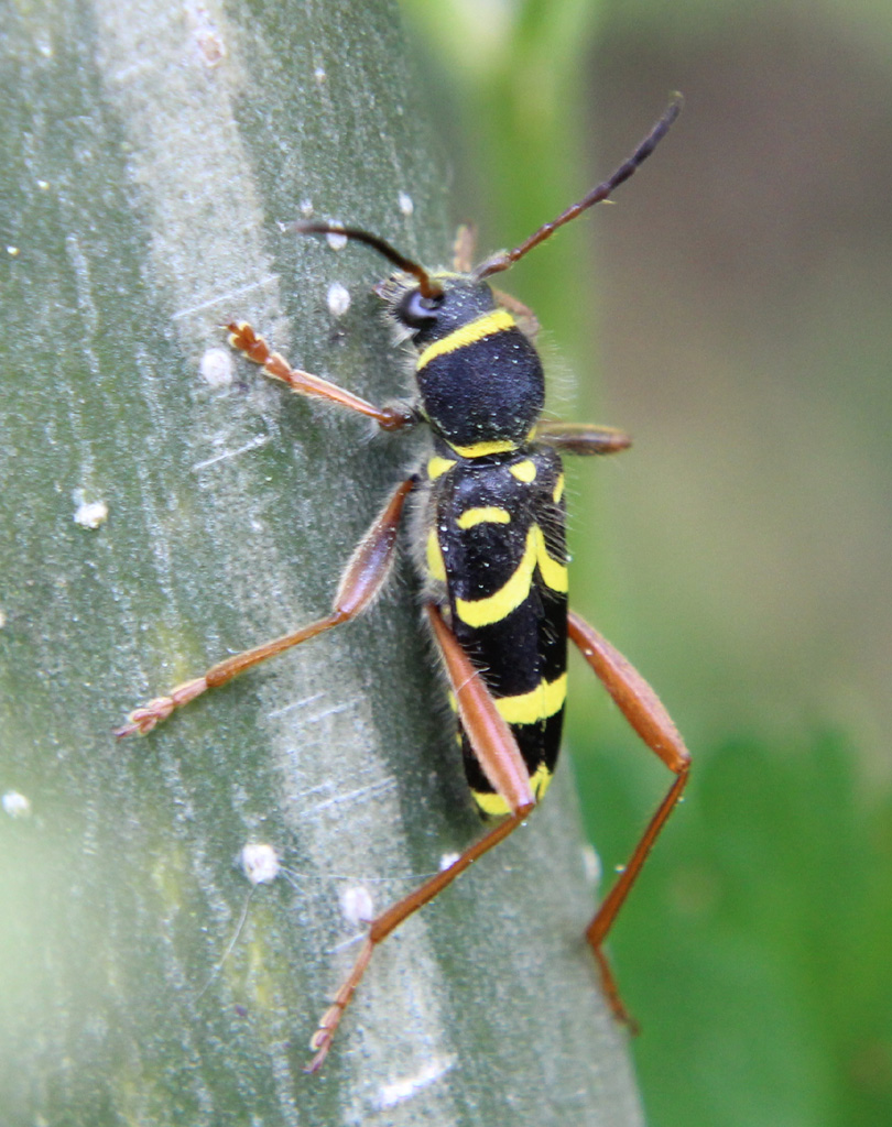 Clytus arietis.-Echter Widderbock 