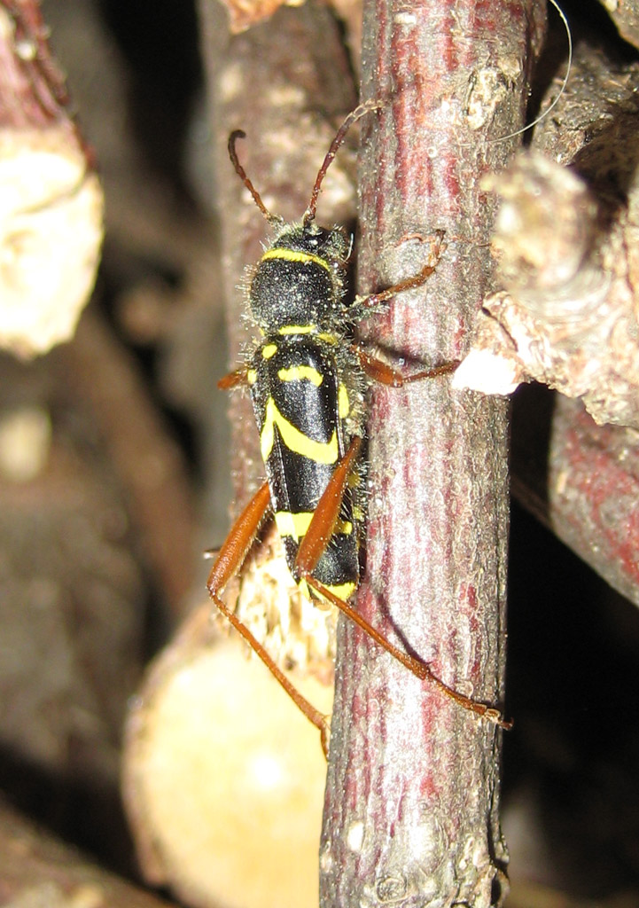 Clytus arietis- echter Widderbock