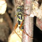 Clytus arietis- echter Widderbock