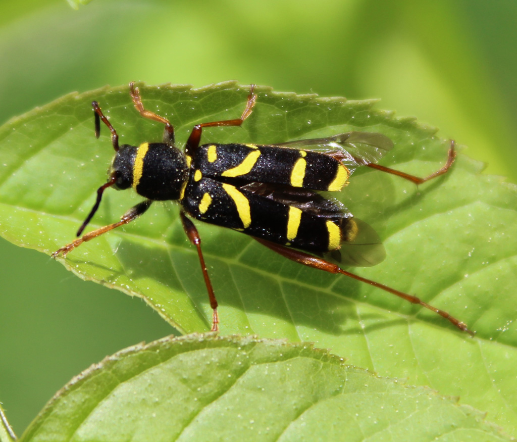  Clytus arietis- Echter Widderbock 