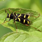  Clytus arietis- Echter Widderbock 