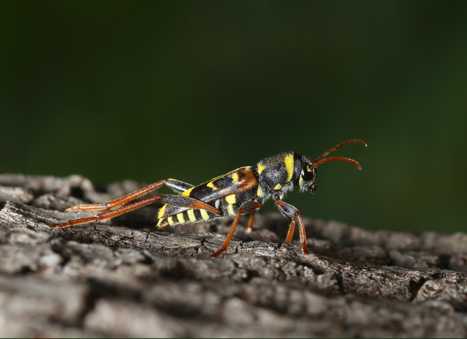 Clytus arietis, Wespenbock