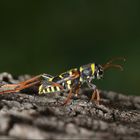 Clytus arietis, Wespenbock