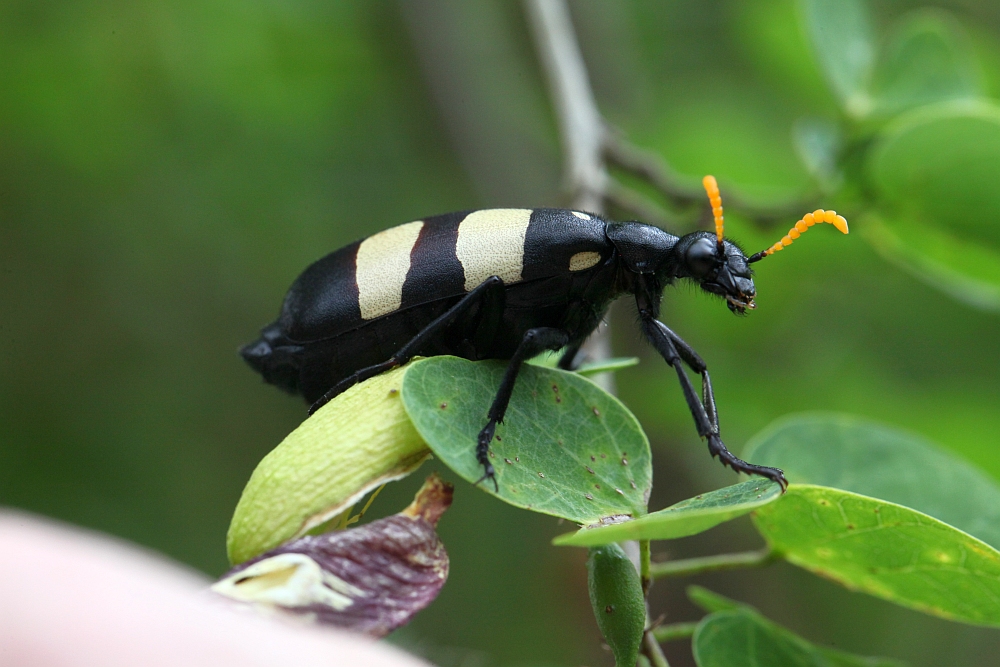 CMR beetle