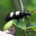 CMR beetle