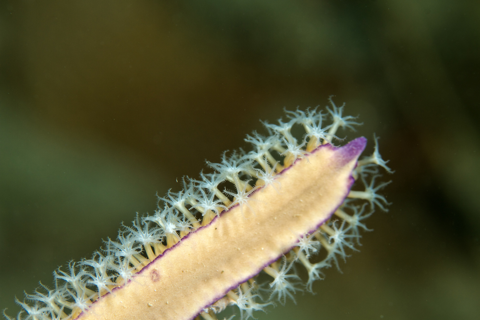 Cnidaria Anthozoa Alcyonacea Holaxonia Gorgoniidae, Sea Plume, Pseudopterogorgia bipinnata