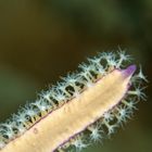 Cnidaria Anthozoa Alcyonacea Holaxonia Gorgoniidae, Sea Plume, Pseudopterogorgia bipinnata