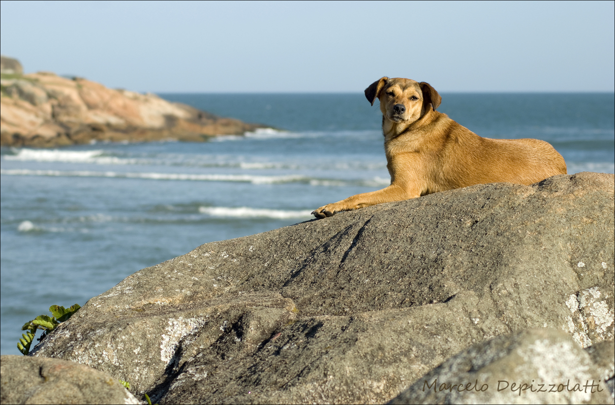Cão ao sol - Guarda do Embaú