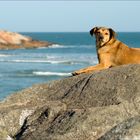 Cão ao sol - Guarda do Embaú