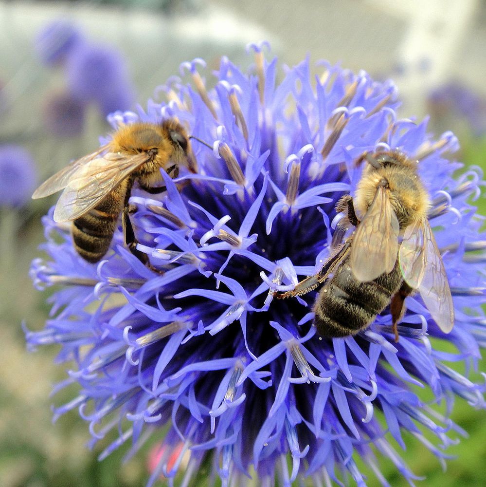 Co-butinage sur chardon bleu