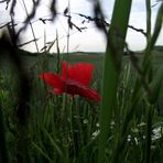 CO  ..... COMME COQUELICOT