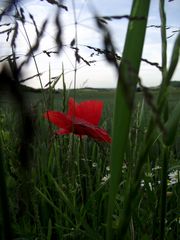 CO  ..... COMME COQUELICOT