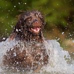 Cão de Água Português