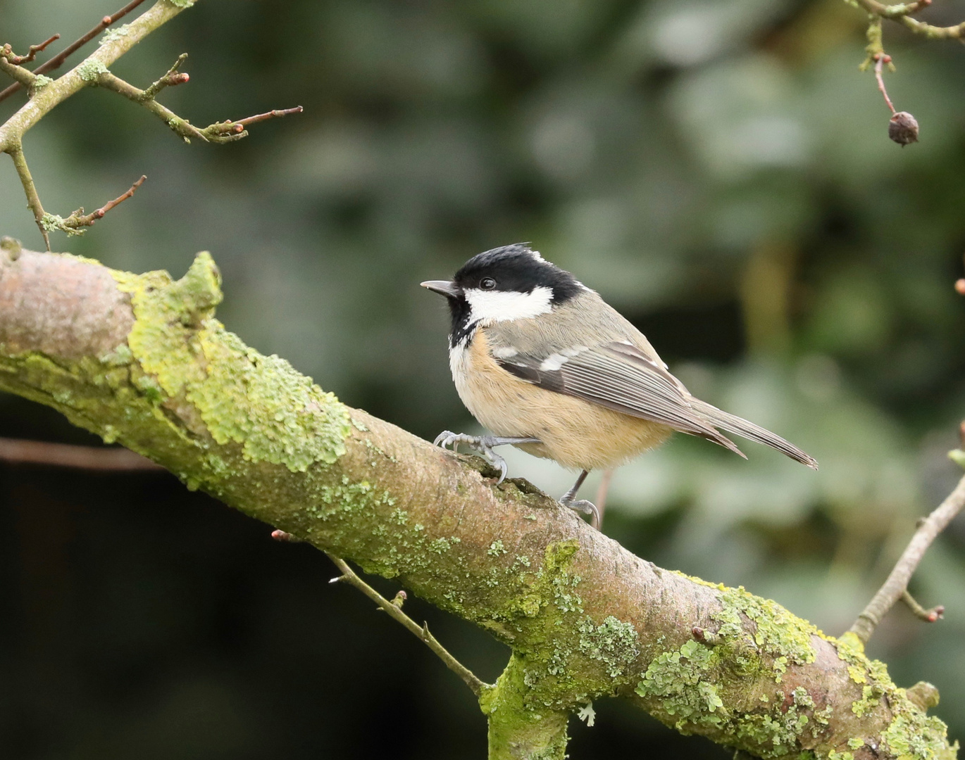 Coal Tit