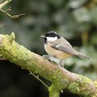 Coal Tit