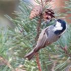 Coal tit