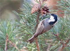 Coal tit