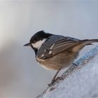 Coal tit..