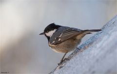 Coal tit..