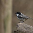 Coal Tit