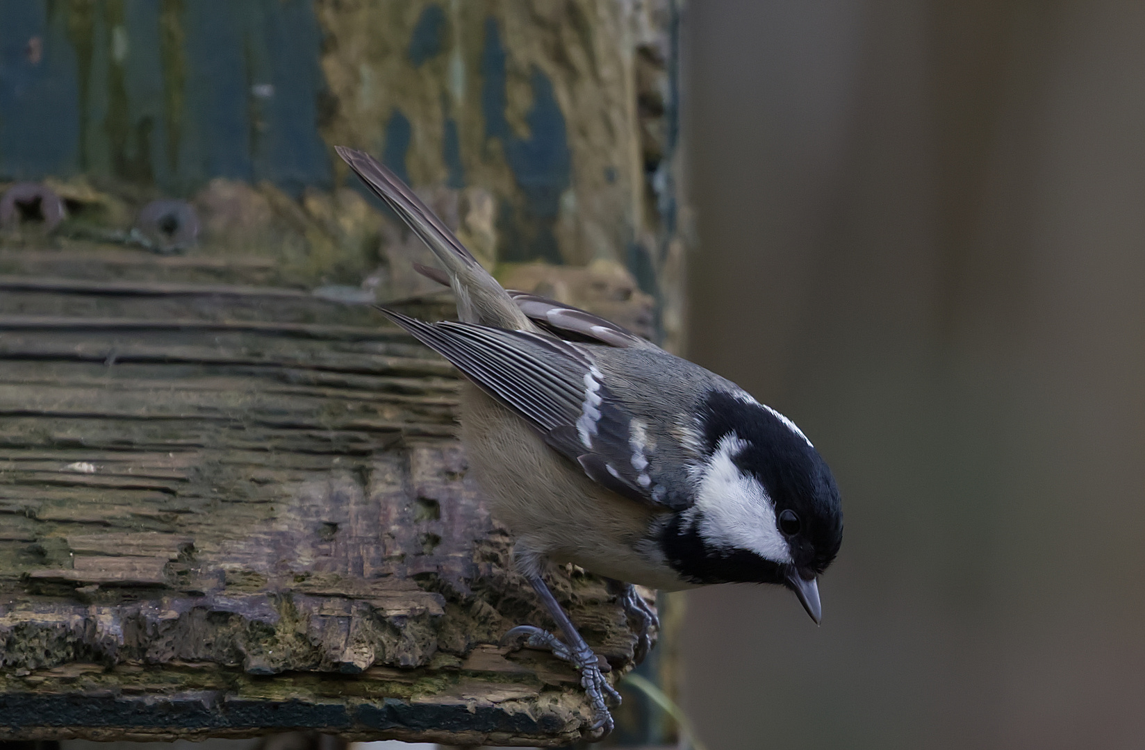 Coal Tit