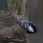 Coal Tit