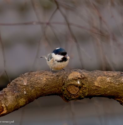 Coal-tit (parus ater)-3