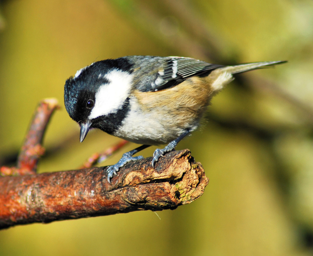 Coaltit