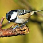 Coaltit