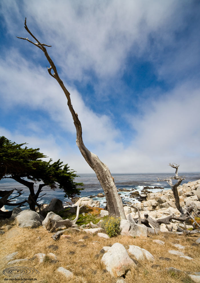 Coast at 17-mile drive V