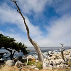 Coast at 17-mile drive V