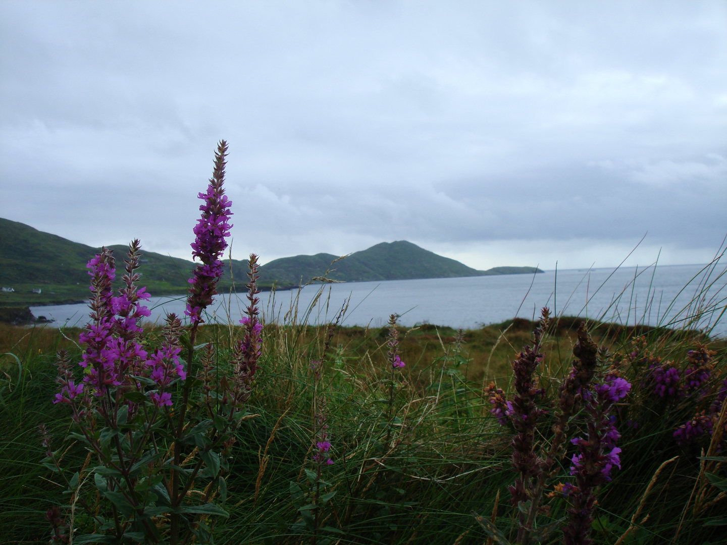 Coastal Area Flowers in Ireland