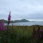 Coastal Area Flowers in Ireland