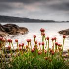 Coastal Flowers