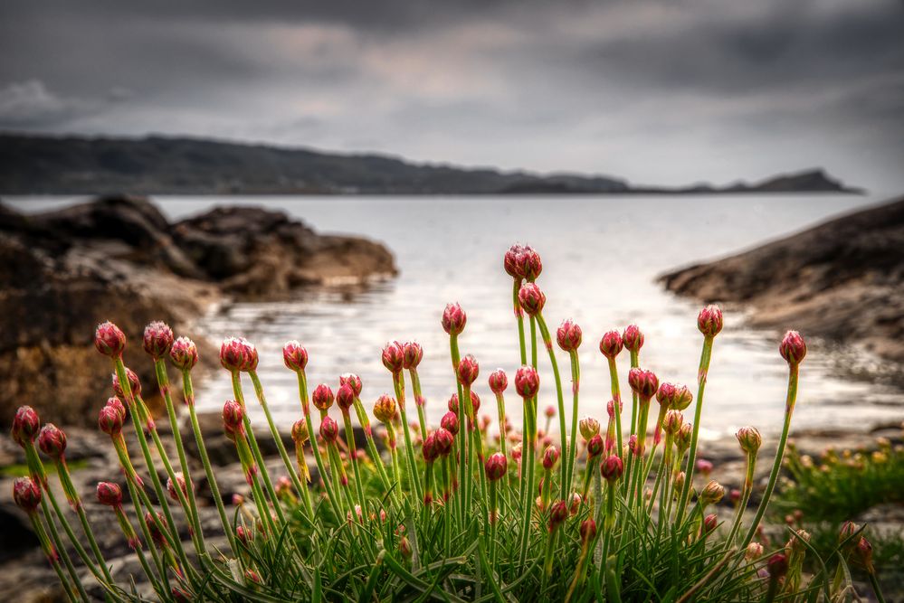 Coastal Flowers