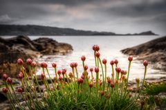 Coastal Flowers