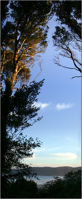 Coastal Forrest