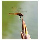 Coastal Glider