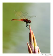 Coastal Glider